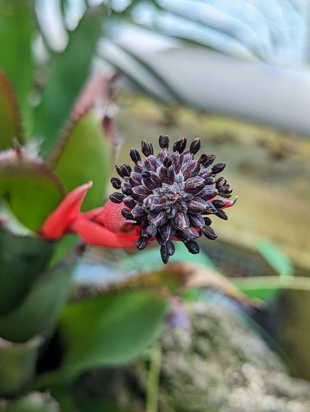 Aechmea 5