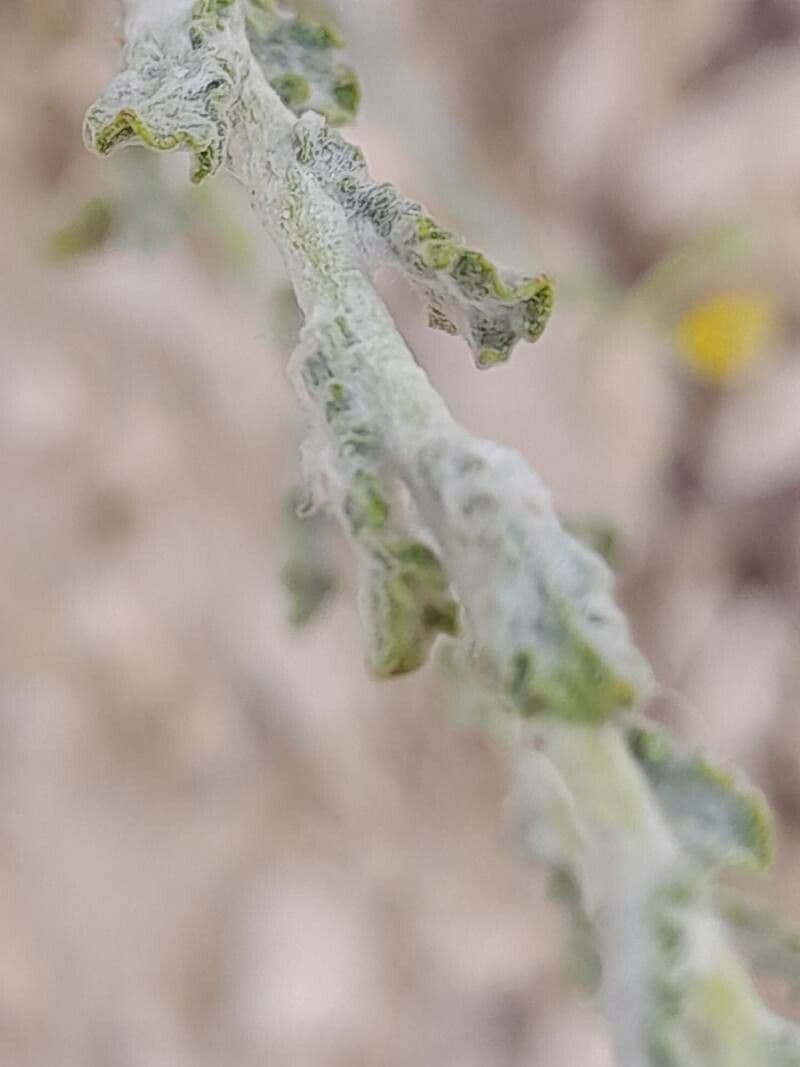 Pulicaria 13