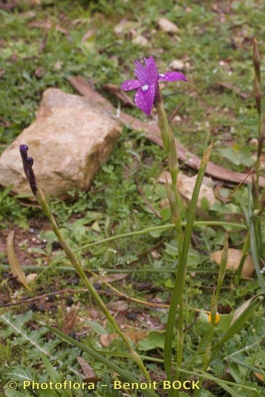Moraea 23