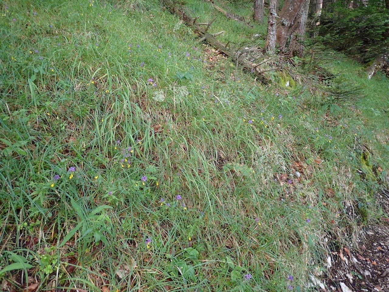 Trzcinnik pstry 11