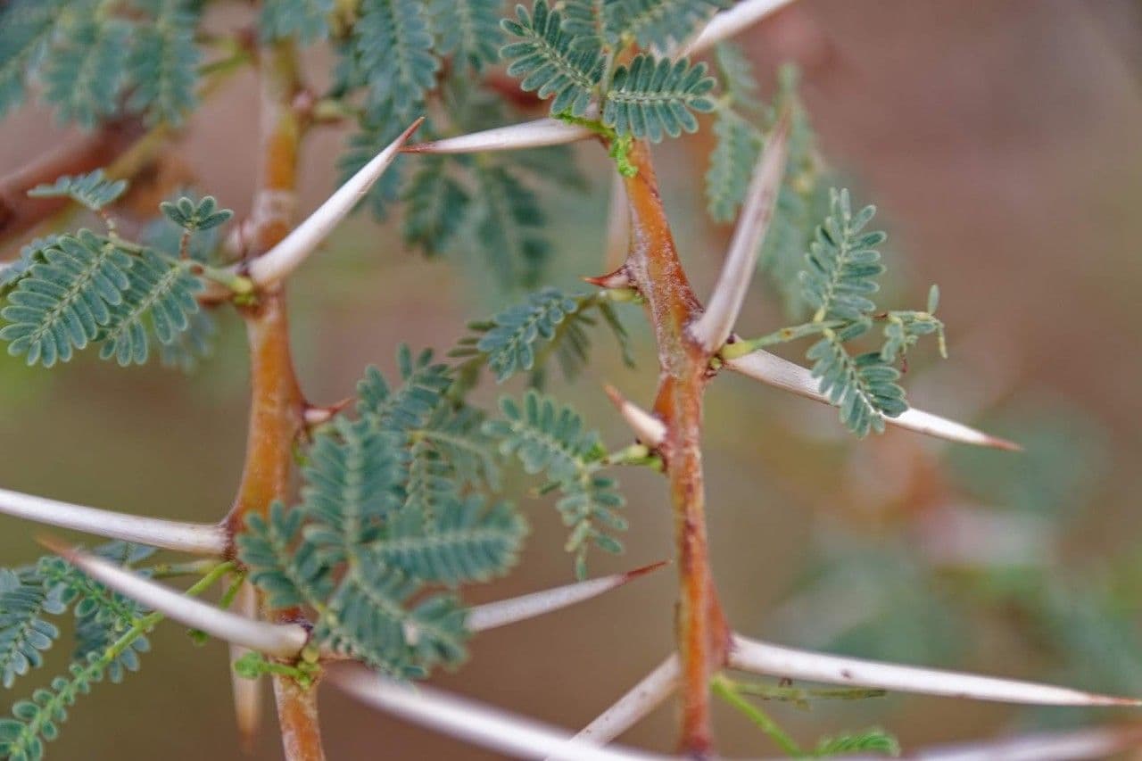 Acacia tortuosa 16