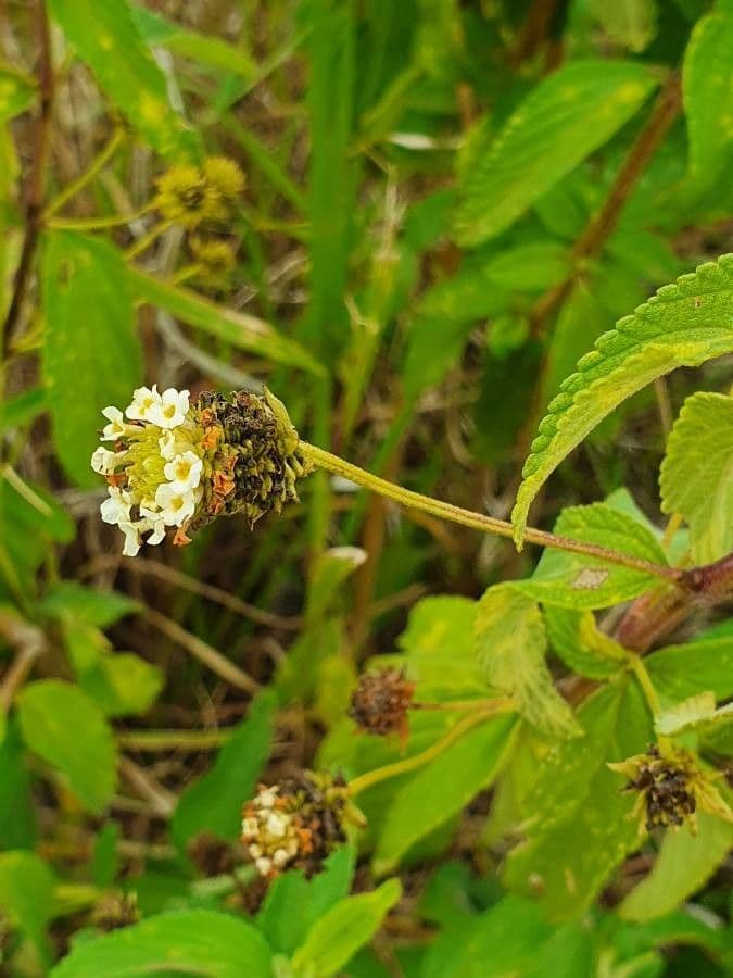 Lippia 4
