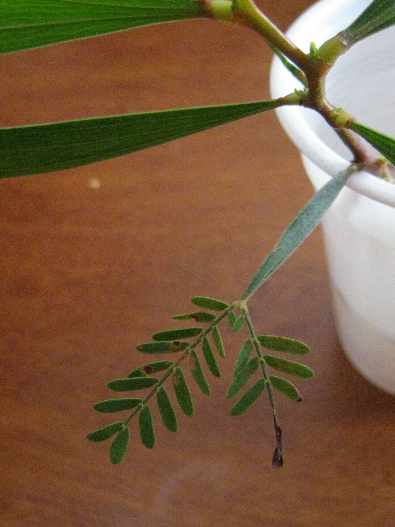 Akacja mangium 30