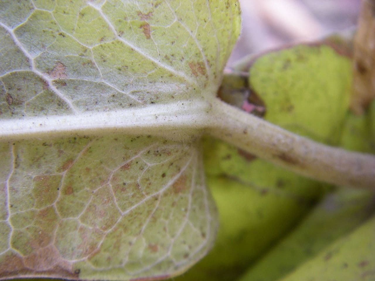 Triosteum perfoliatum 10