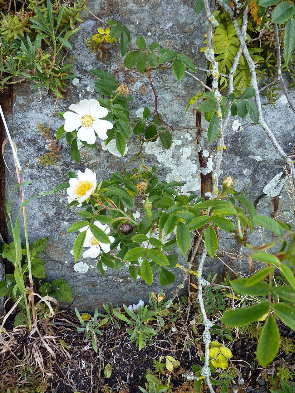 Rosa 12
