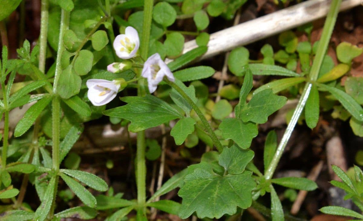 Cardamine angulata 6