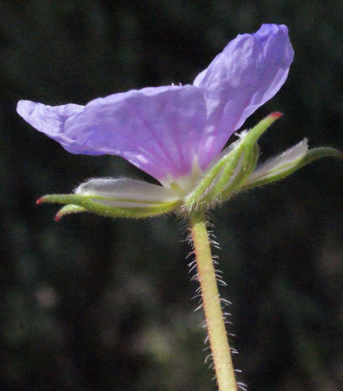 Kranichschnabel 6