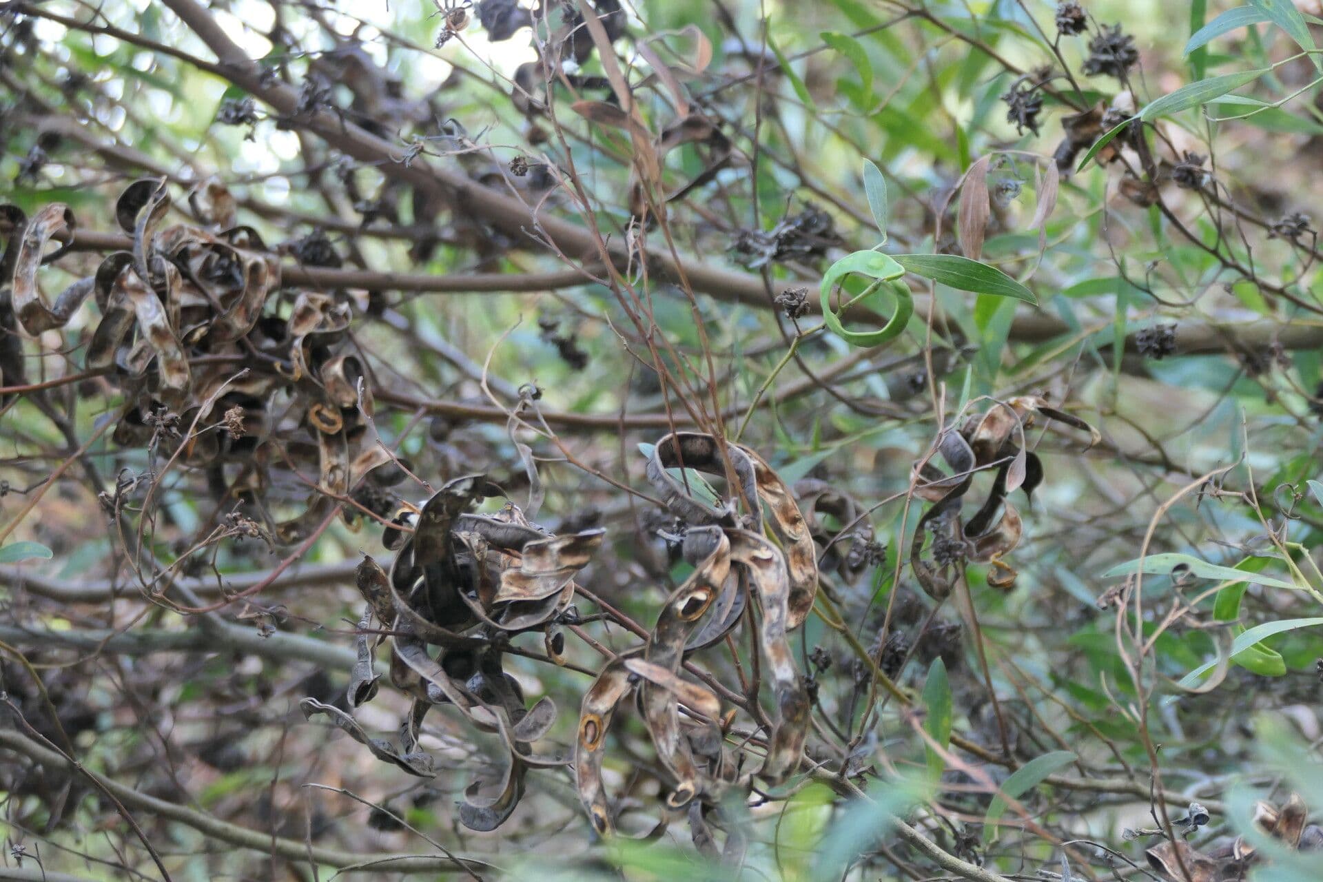 Acacia