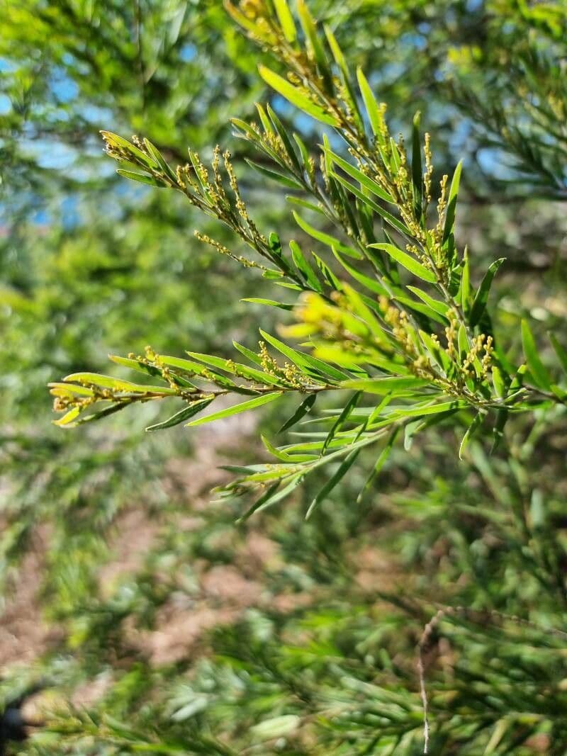 Acacia 4
