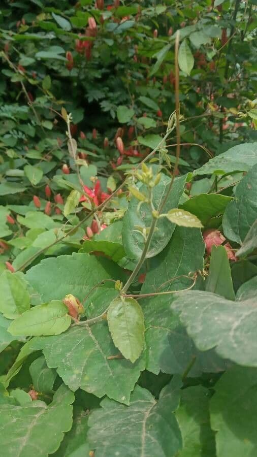 Passiflora 17