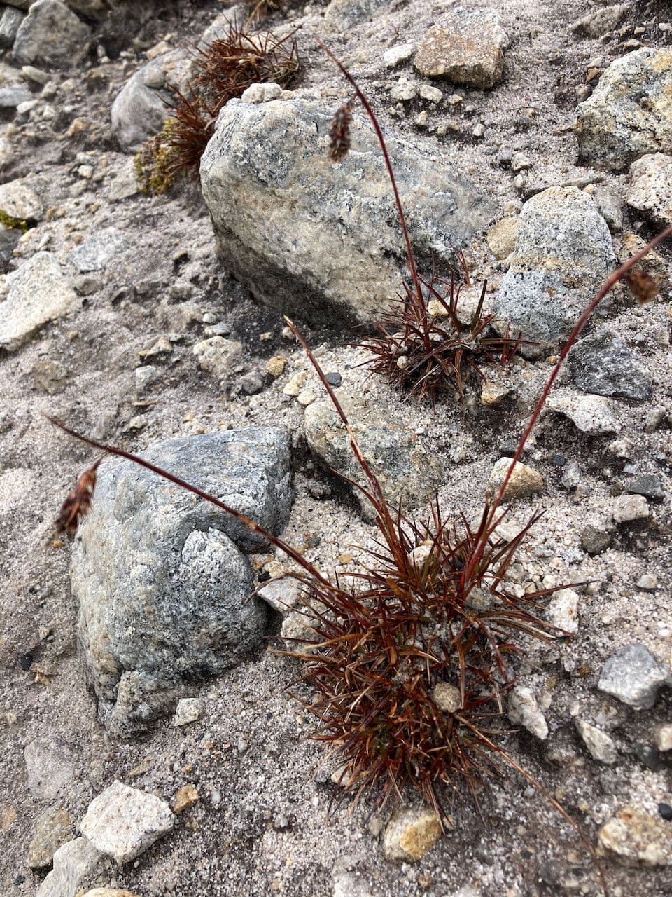 Luzula racemosa 7