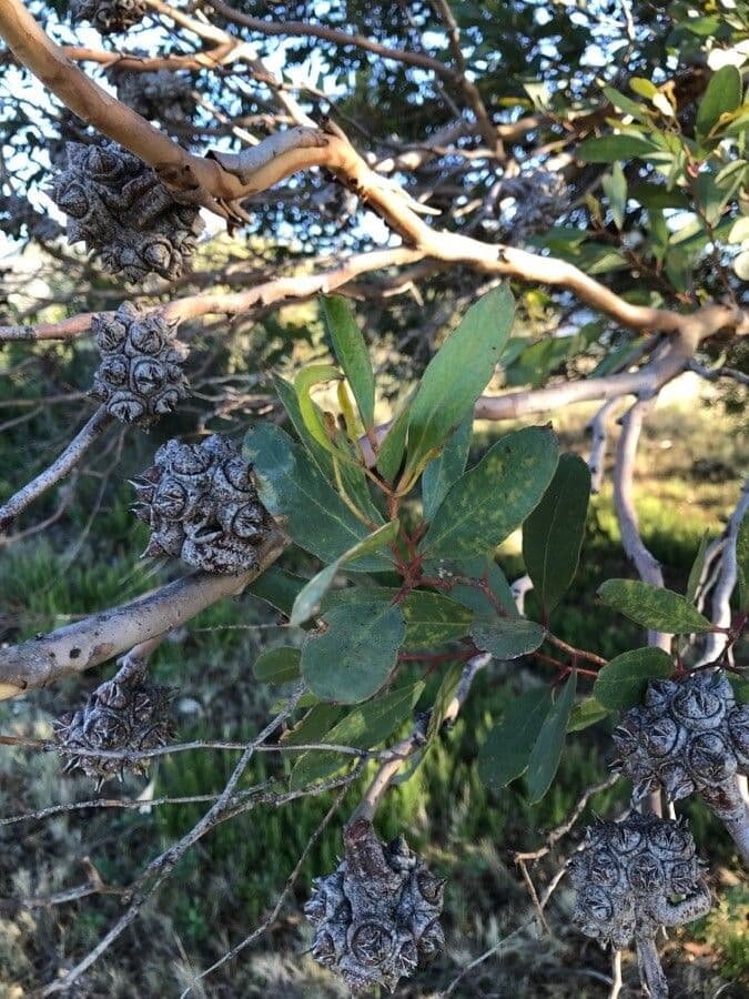 Lehmann-Eukalyptus 14
