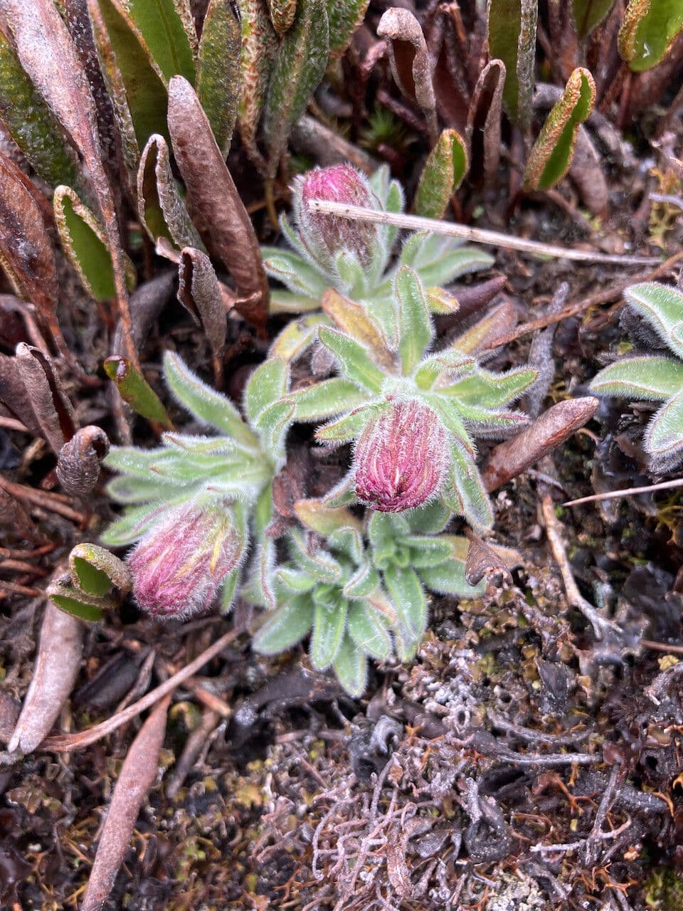 Erigeron 6