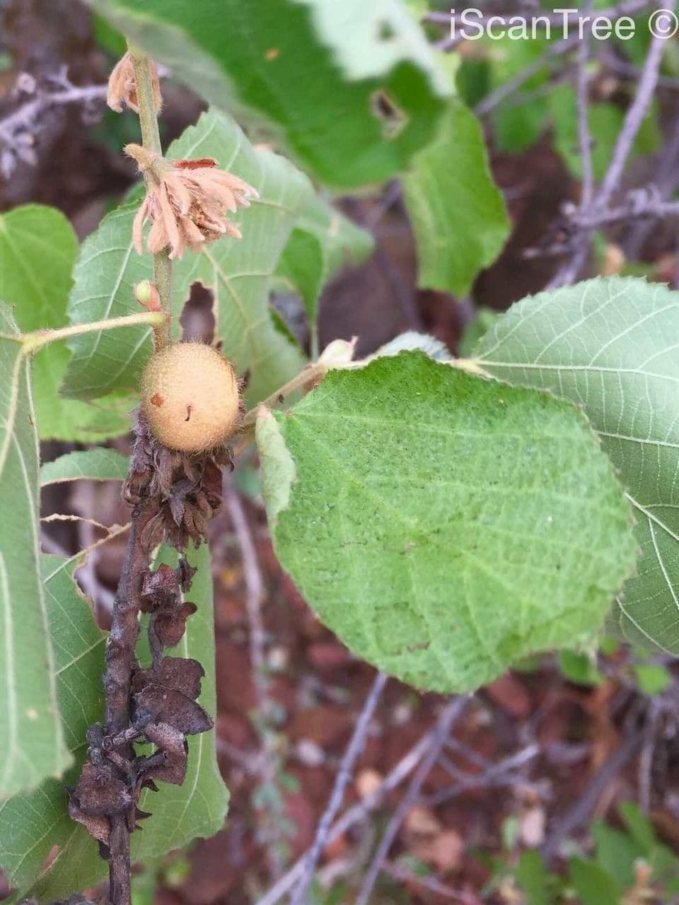 Grewia 11