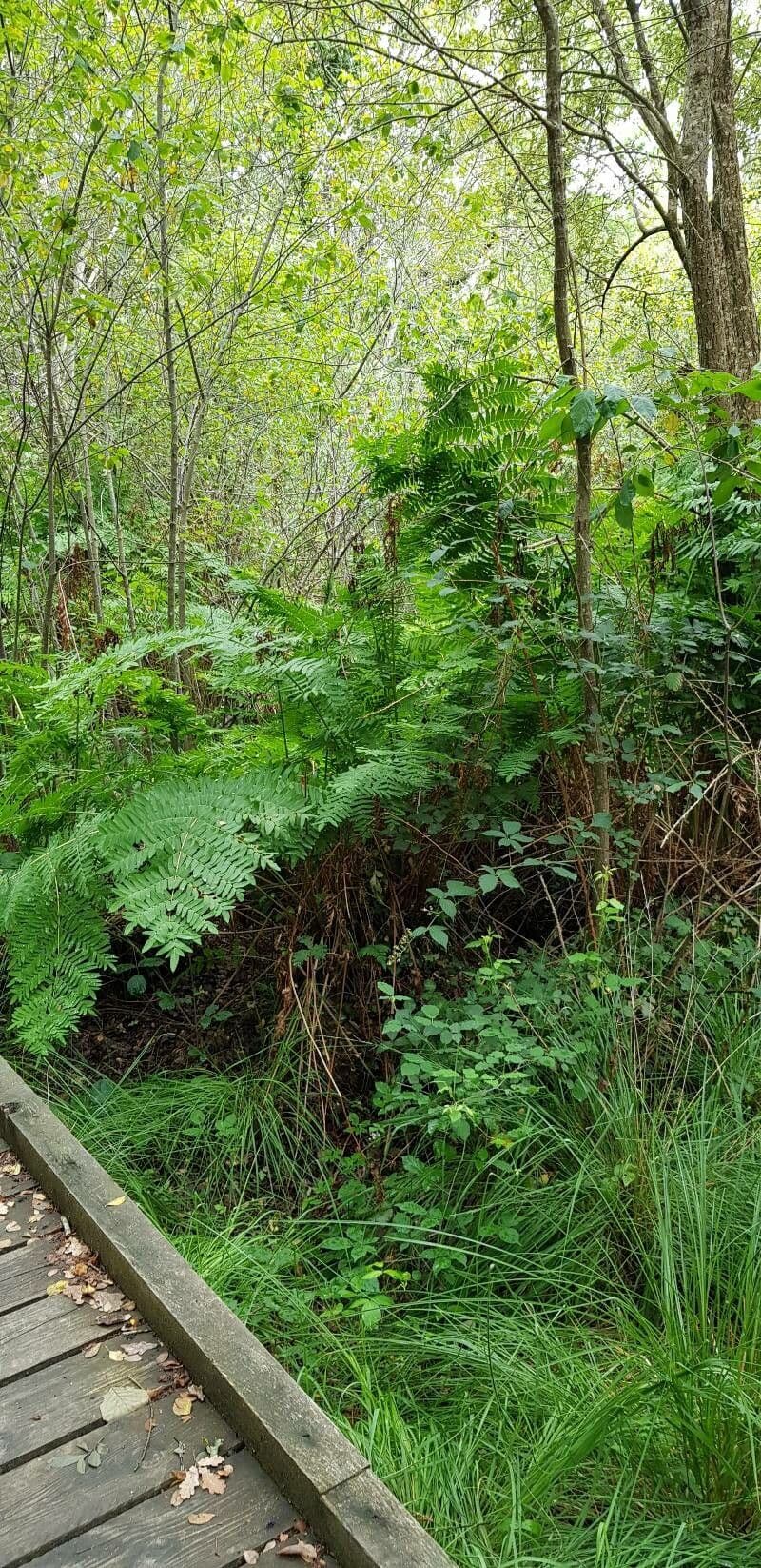 Długosz królewski 14