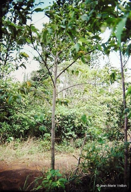 Commersonia bartramia 13
