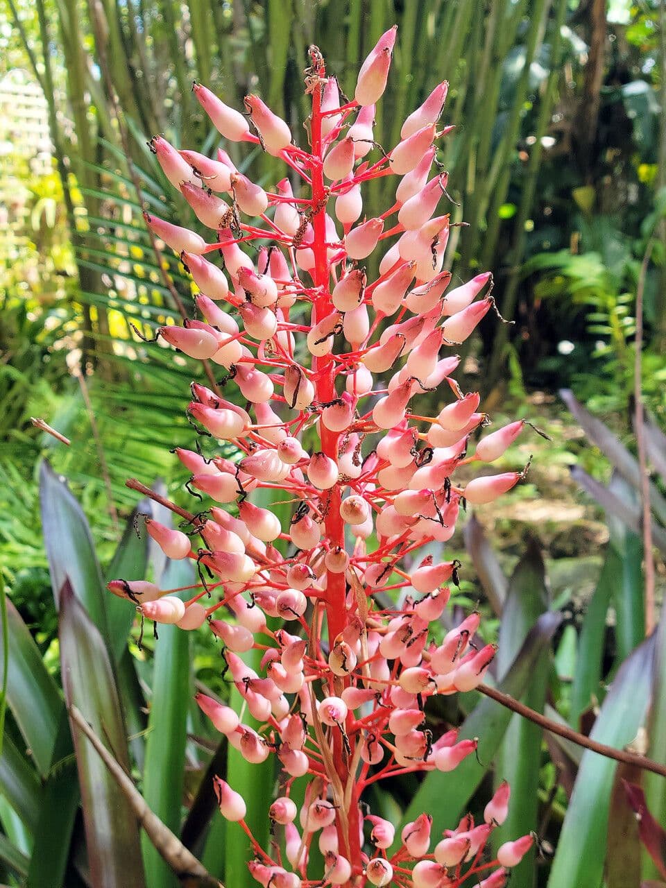 Melinons Aechmea 4