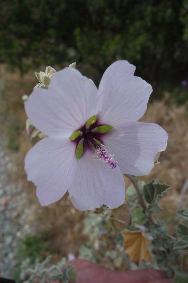 Malva subovata 9