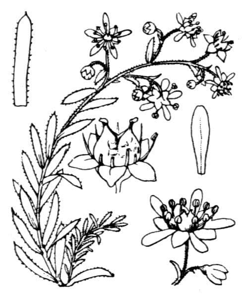 Sassifraga gialla 22