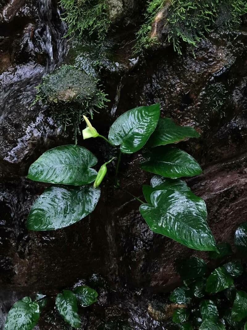 Anubias di Barter