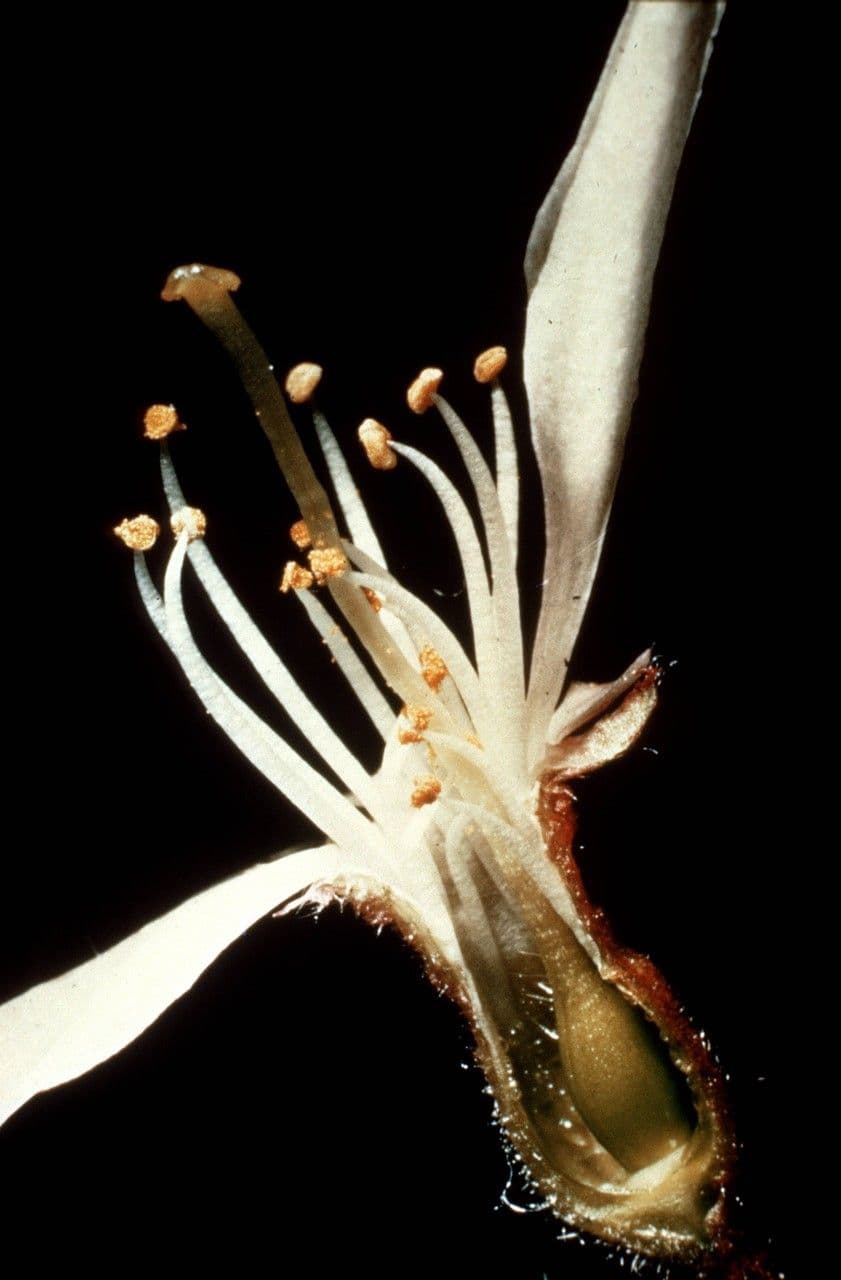 Elaeagnus multiflora 10