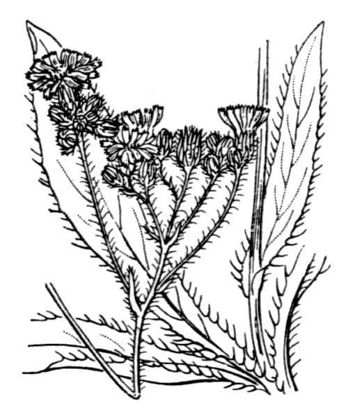 Florentiner Habichtskraut 23