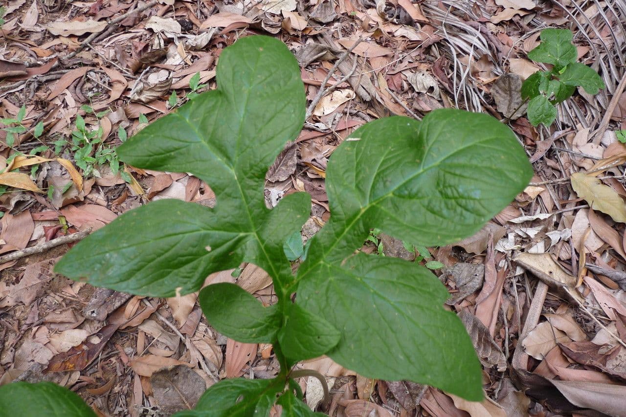Anchomanes difformis 10