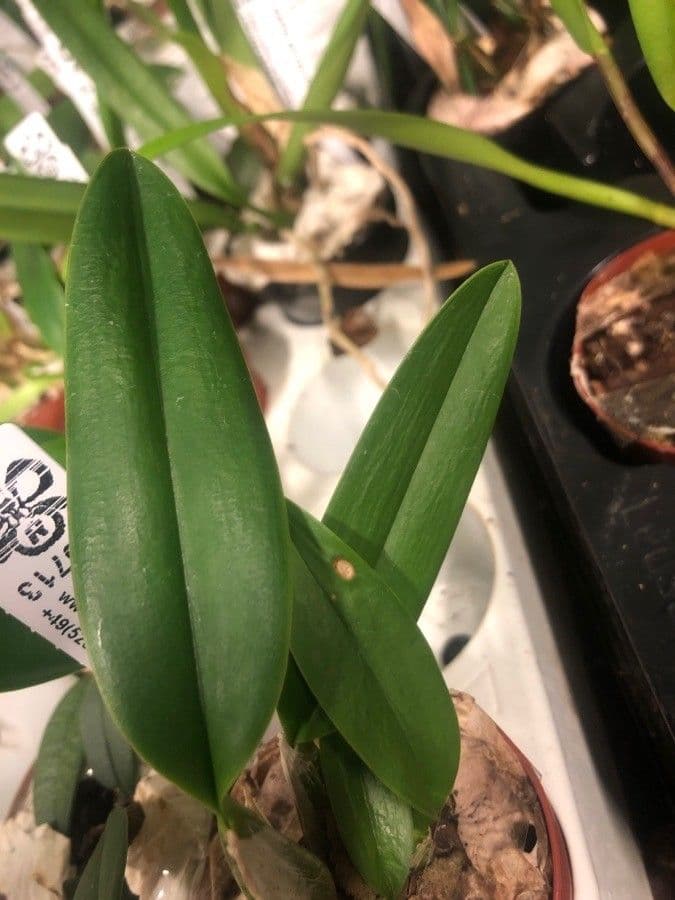 Orchidea 7