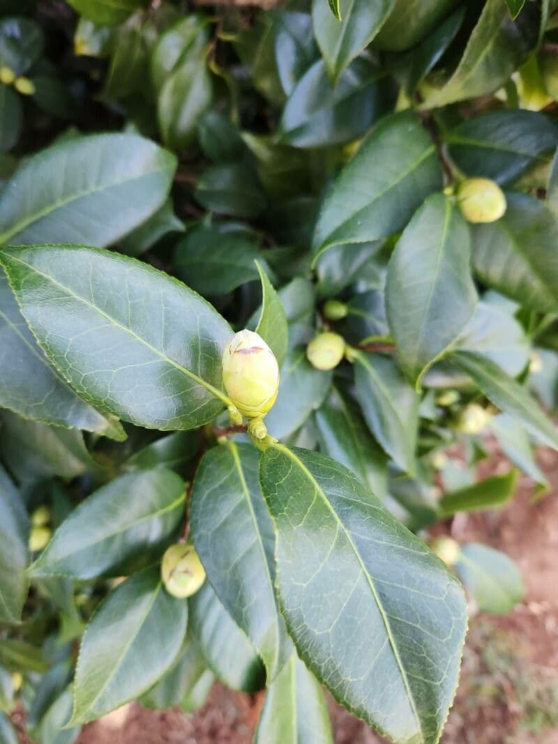 Camelia sasanqua 5