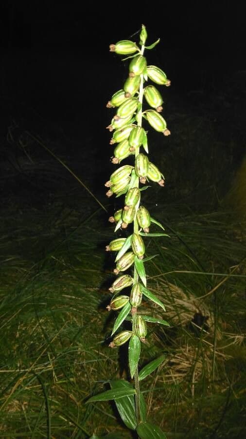 Epipactis leptochila