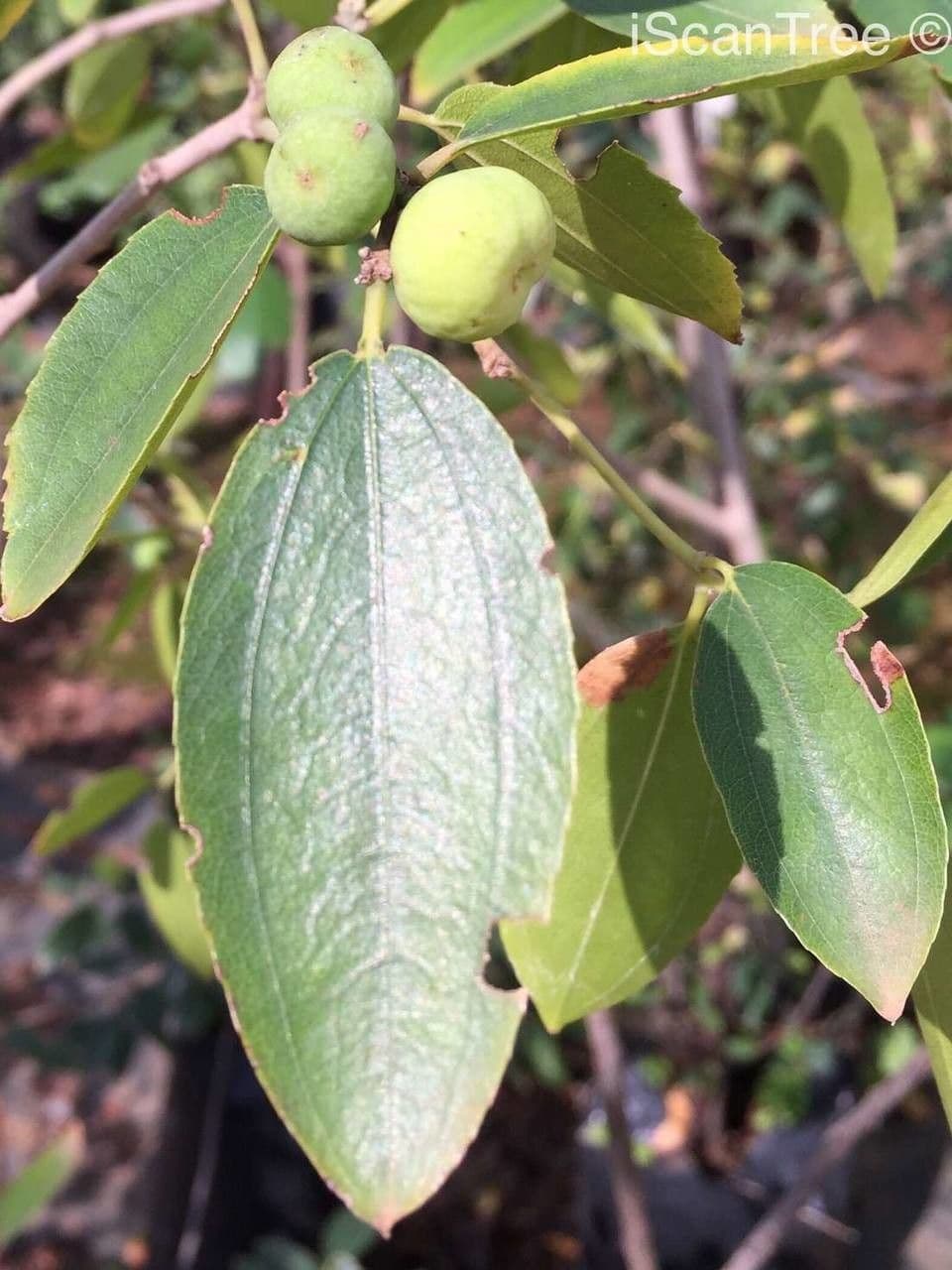 Ziziphus 8