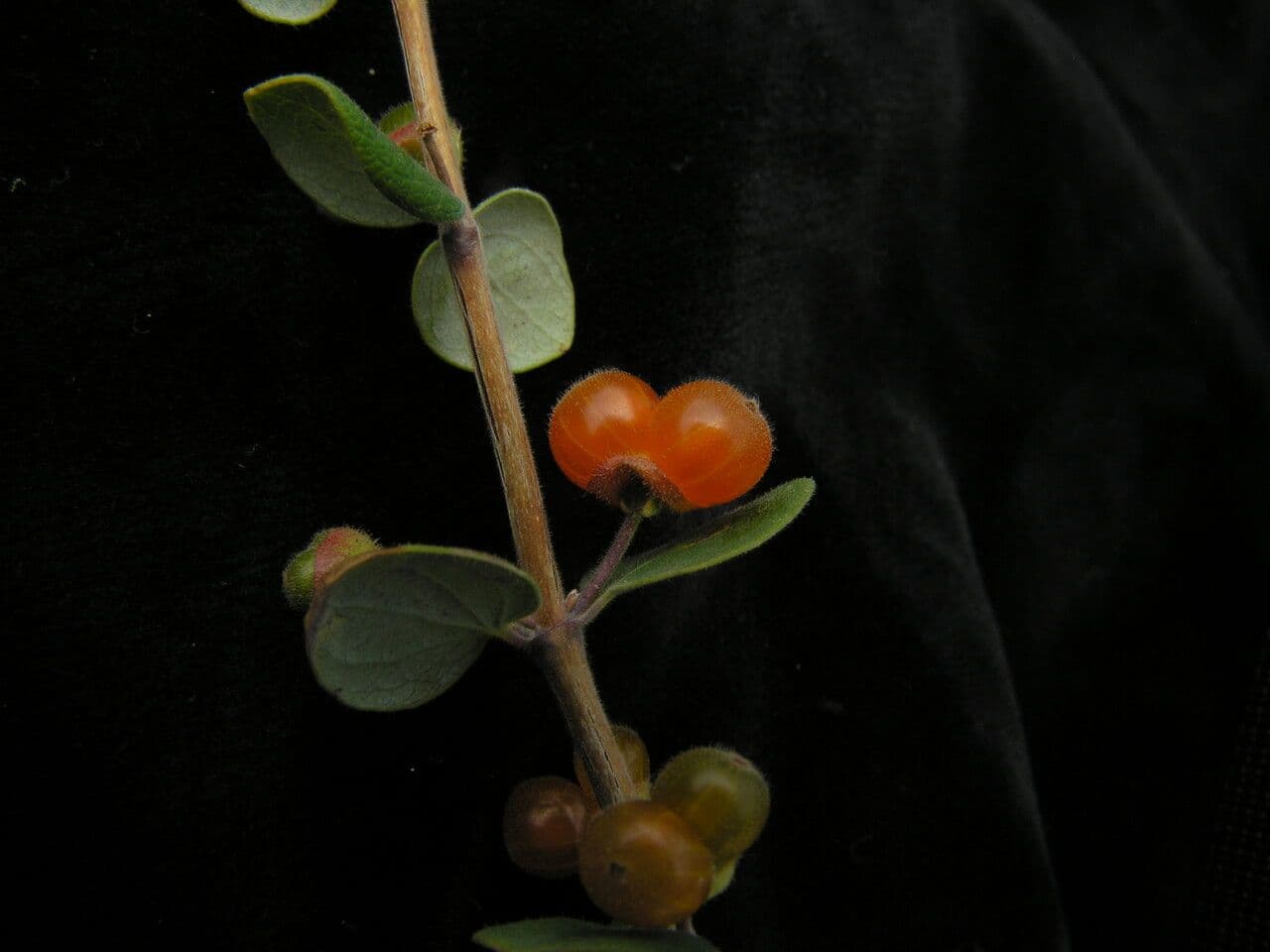 Caprifoglio 6