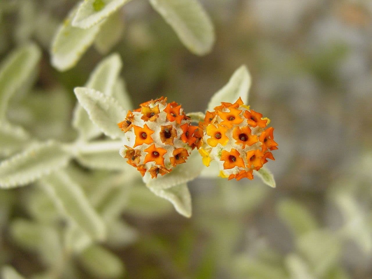 Buddleja marrubiifolia 3