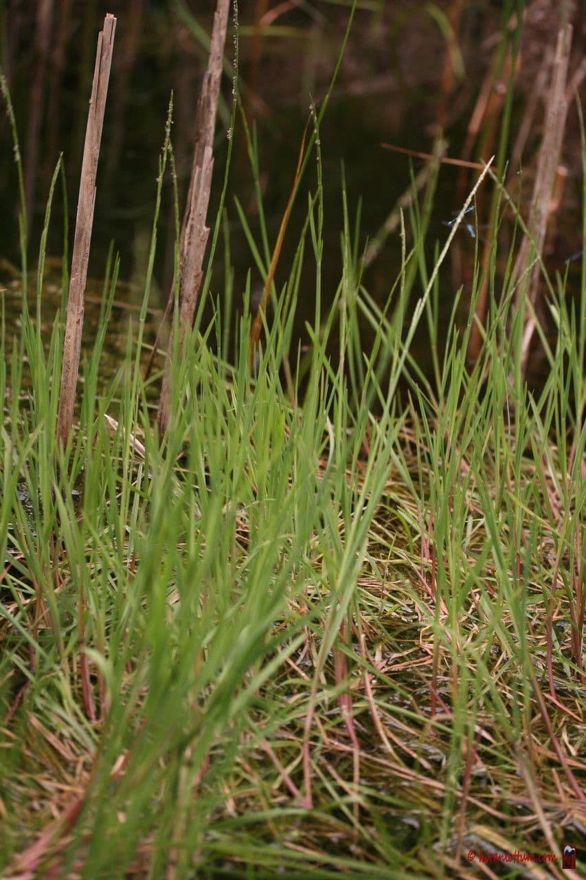 Parapholis strigosa 6