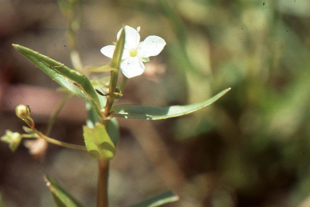 Veronica scudata 8