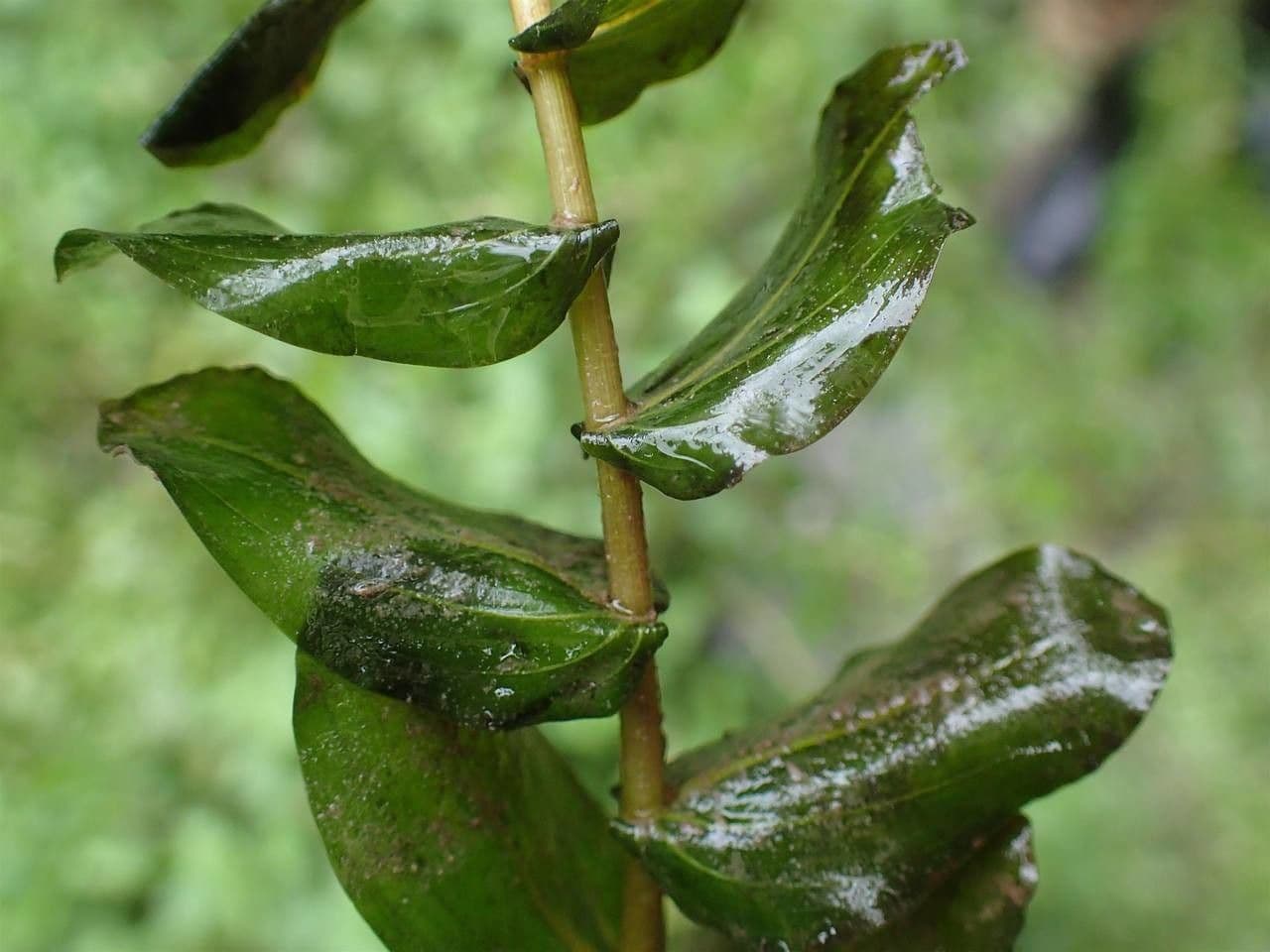 Brasca perfoliata 9