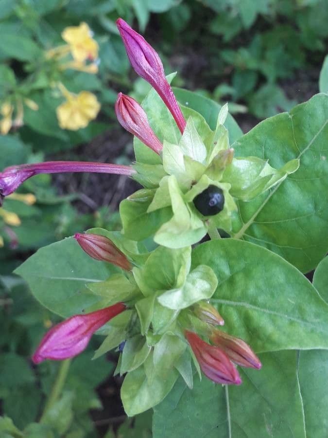 Wunderblume 5