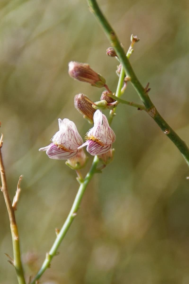 Acanthorrhinum 9