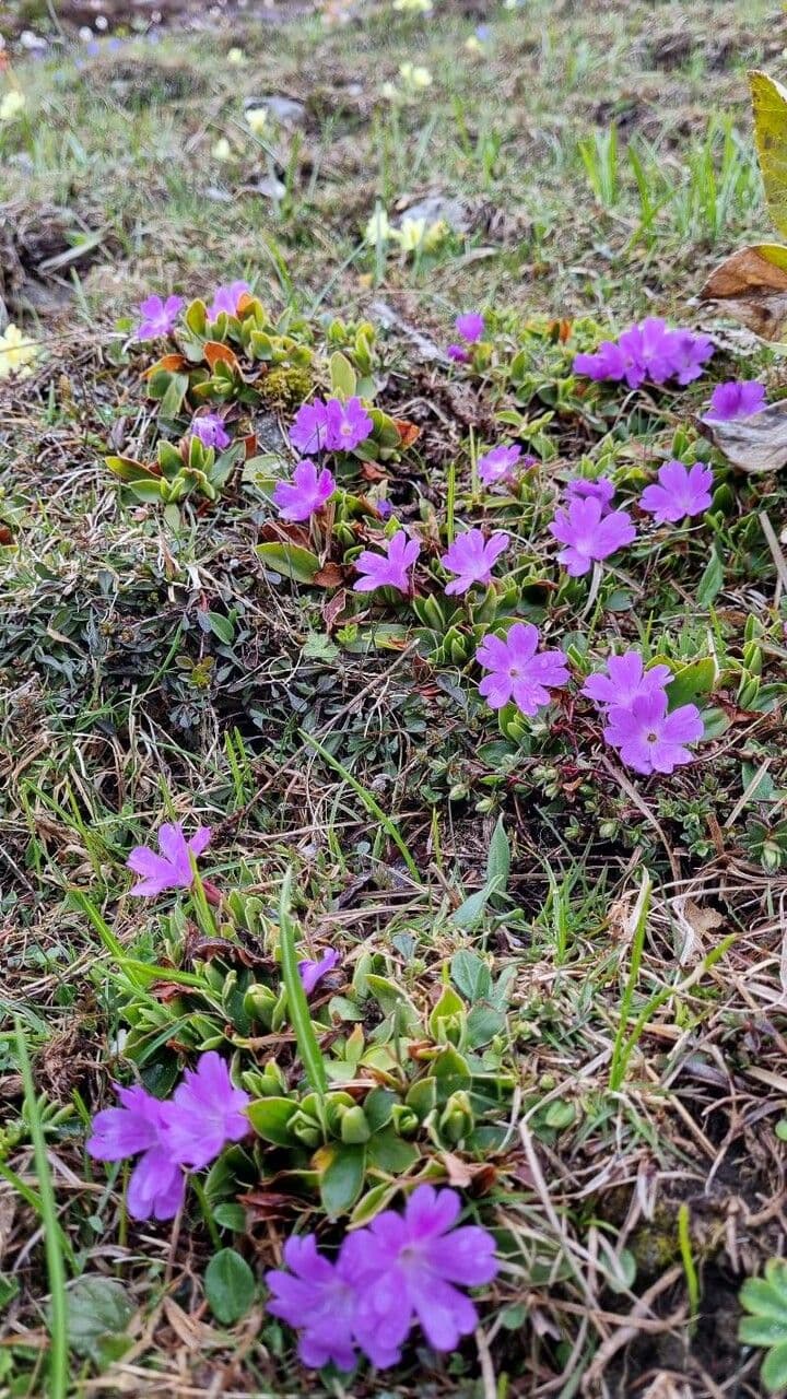 Primula 4