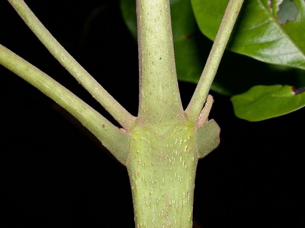 Vitex 22