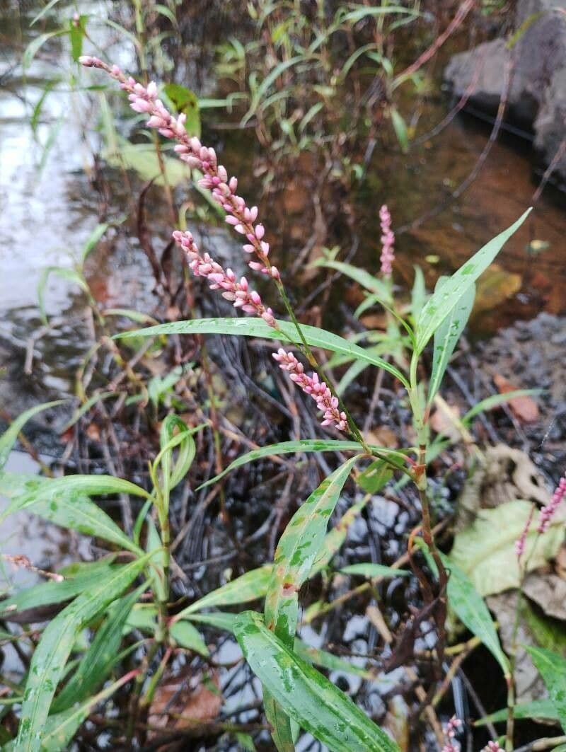 Persicaria ingannevole 3