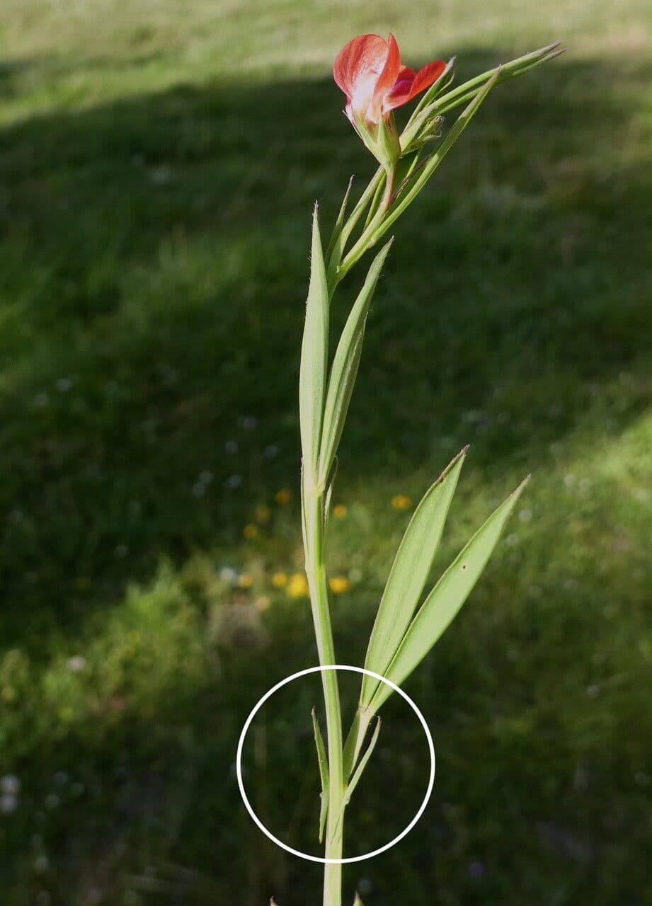 Kugel-Platterbse 20