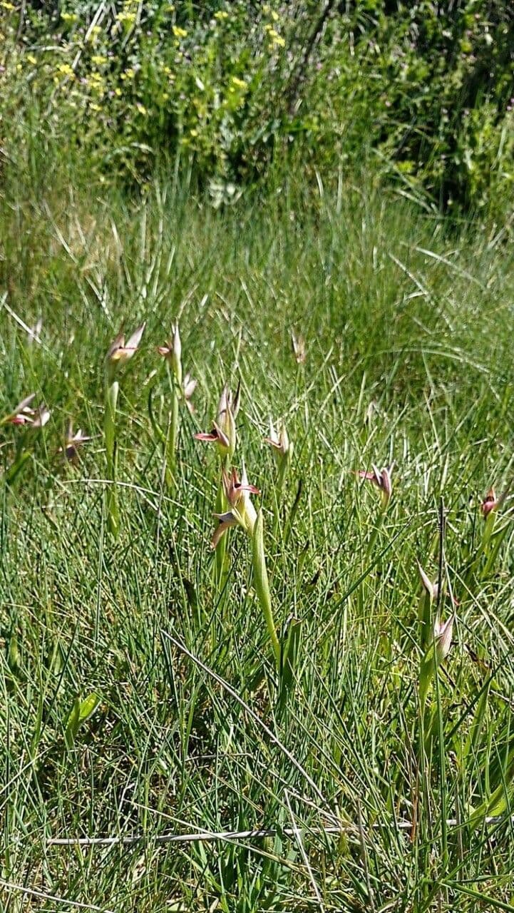 Serapide lingua 27