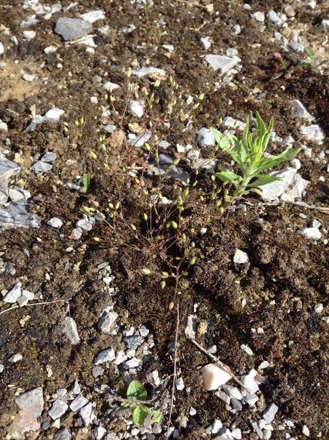Minuartia ibrida 11