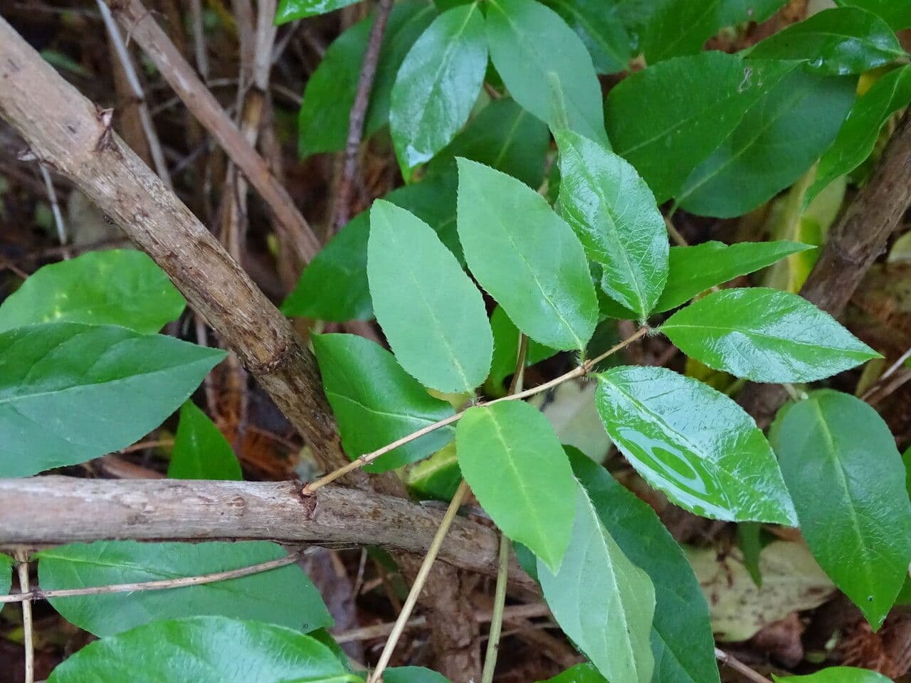 Caprifoglio 9