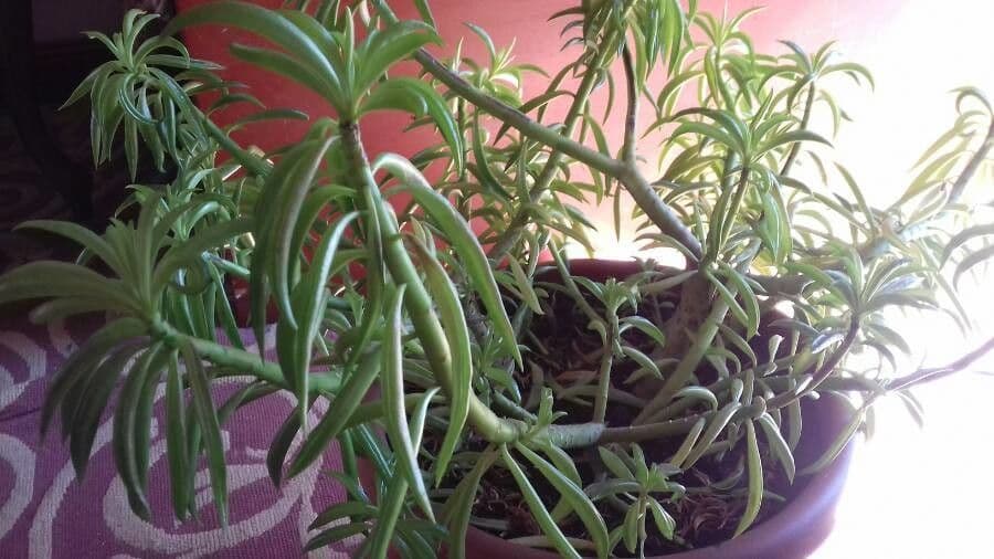 Senecio 7