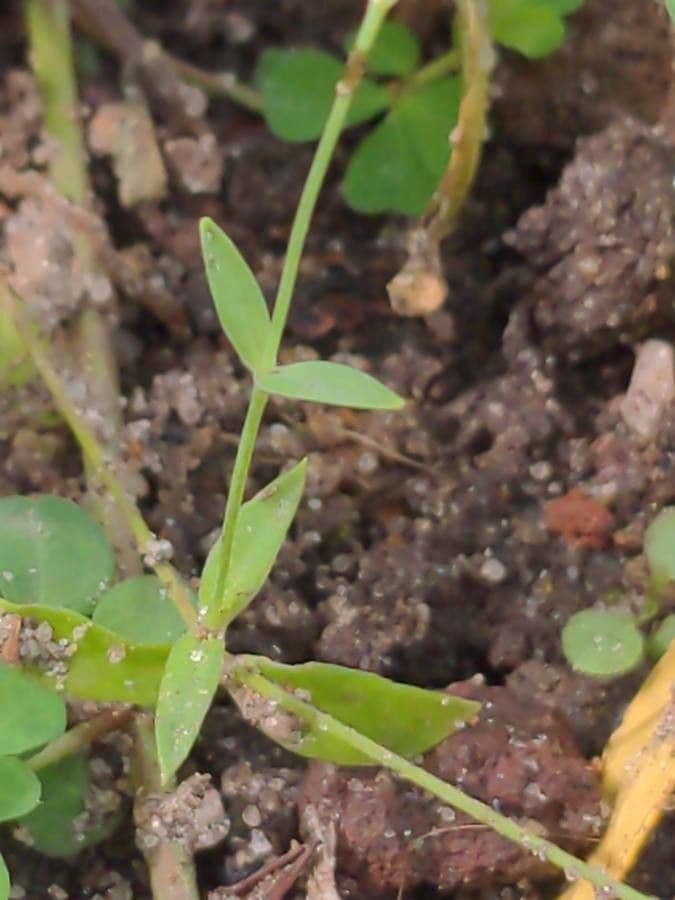 Silene cretica 7