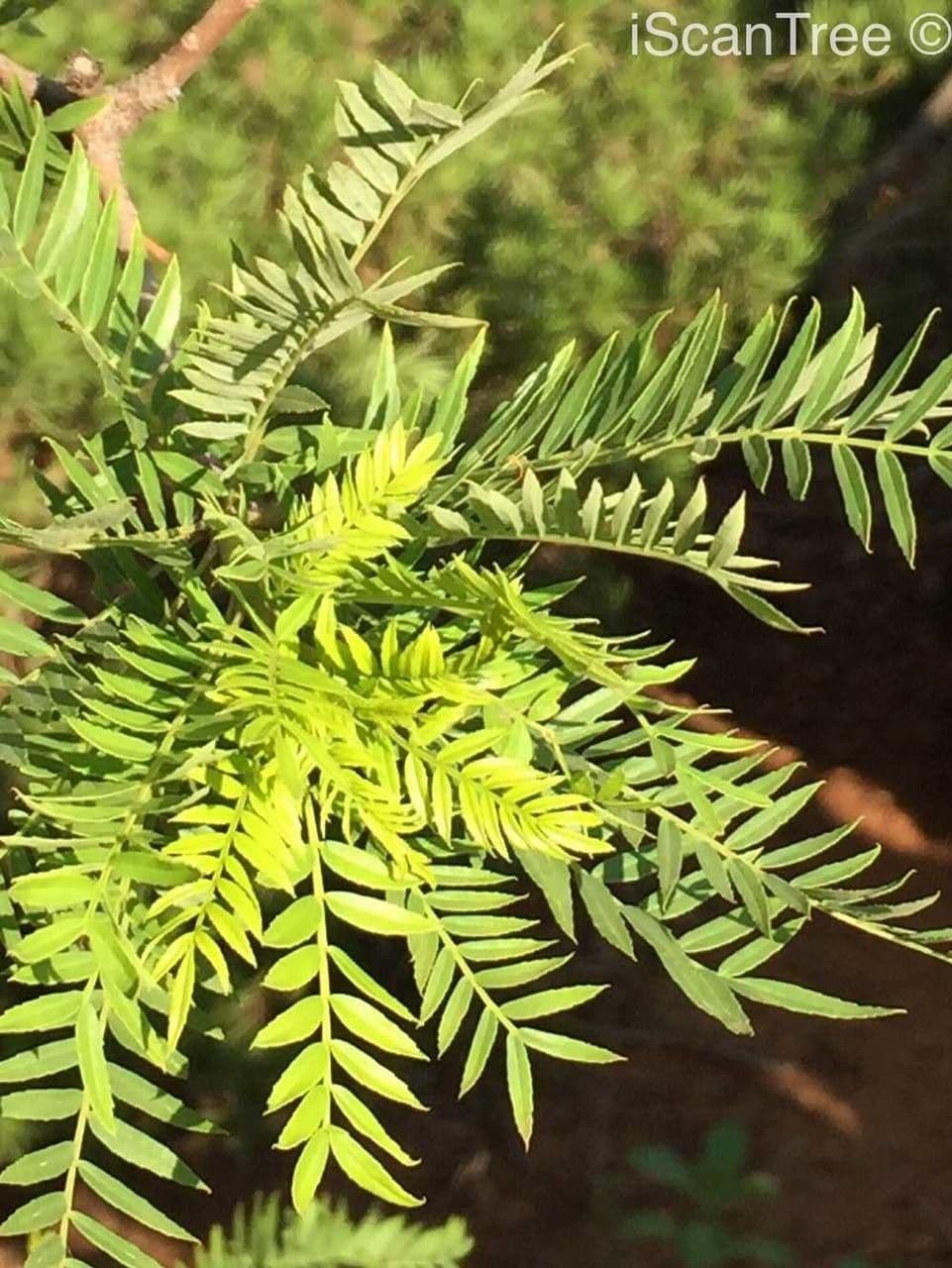 Kirkia 3