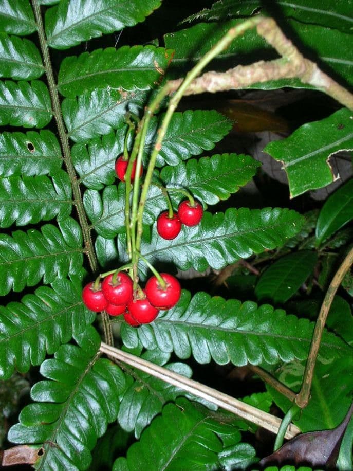 Hymenandra 4