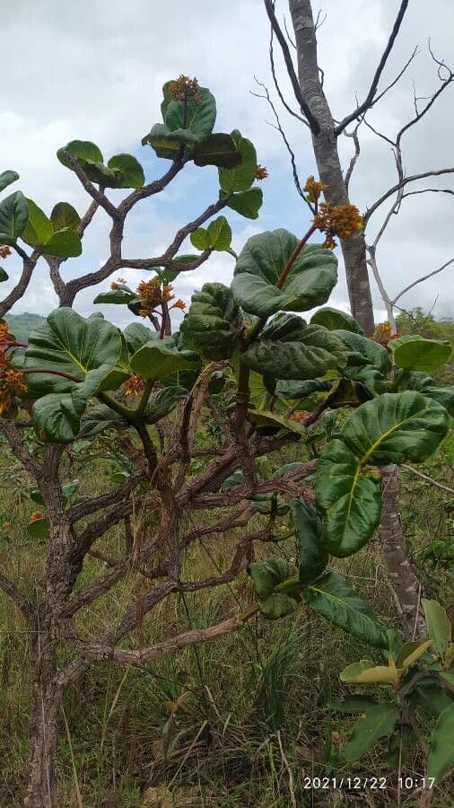 Palicourea rigida 5